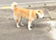 -中亚铁骑破斗牛士，2026世界杯G组关键战，乌兹别克斯坦绝杀西班牙，范戴克率荷兰末轮决胜