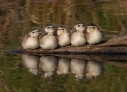 LOL决赛-戈麦斯闪耀全场无争议MVP，美国2-0完胜牙买加晋级