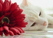 -15分钟死亡海啸，当上海滩遇见金州海啸—虚拟交锋中的克莱时刻