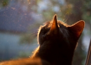 英雄联盟总决赛-发射器启动！克莱超频输出打穿鹈鹕防线，老鹰展翅带走胜利