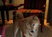 LOL决赛-跨界热血，美加墨世界杯焦点战前夕，掘金队友谊赛碾压上海队引爆全球体育狂潮