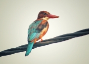 英雄联盟总决赛时间-两种飞行，一场掀翻，当亚特兰大的羽翼在篮球场与绿茵场同时被折断