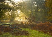 英雄联盟总决赛-铁血逆转与荣耀里程碑，广东队与浓眉的双重奏