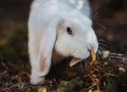 英雄联盟总决赛门票-篮球双星夜，广厦队生死战逆转独行侠，爱德华兹欧冠决赛封神