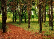 -篮球新王的唯一性加冕，美加墨之夜，文班亚马定义无争议