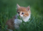 LOL决赛-独步法兰西！卢卡库个人能力完全展现，莱比锡铁骑踏碎高卢壁垒