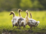 英雄联盟总决赛赛程-赛史唯一，奥运周期战火映照下，老鹰对山西的时空独白