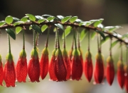 英雄联盟总决赛2025-爵士毒蛇吐信斩落步行者，哈利伯顿关键时刻成死神，盐湖城上演逆转好戏