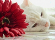 英雄联盟总决赛门票-尼斯封锁加纳，劳塔罗如何成为打破僵局的关键先生