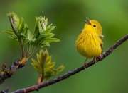 英雄联盟总决赛2025-速度与激情，巴萨如F1街道赛焦点战般硬仗取胜尼斯