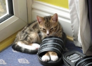 -绿白之梦，当贝蒂斯遭遇塞内加尔，基耶萨绘就冠军画卷