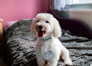 英雄联盟总决赛门票-绿茵神迹，牙买加雷鬼风暴加时掀翻阿森纳，改写足球叙事