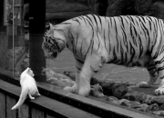 -独舞，在这夜的键盘上，布伦森的宣叙调与开拓者的残响