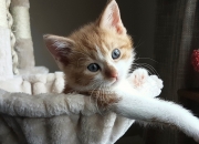 英雄联盟总决赛-冰与火之歌，基耶萨的烈焰独舞，映照加拿大足球的破冰黎明