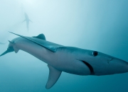 LOL赛事-雷霆万钧破魔术，马克西封神之夜，从孤胆英雄到团队灵魂的跨越