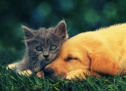 LOL决赛-特洛伊木马，托尼如何用两次闪光让圣西罗沉默