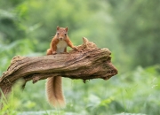 -当凤凰城太阳跨越时空挑战新疆男篮，杜兰特如何用死神镰刀收割胜利？