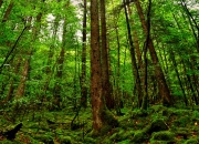 英雄联盟总决赛时间-静默引力场，武切维奇如何用不声张的统治力捕获太阳