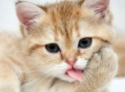 英雄联盟总决赛门票-绿茵西决，英格兰闪电战击沉勒沃库森