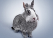 英雄联盟总决赛-当蓝白洪流遇见南方十字星，格列兹曼如何以一己之力撕碎全黑防线？