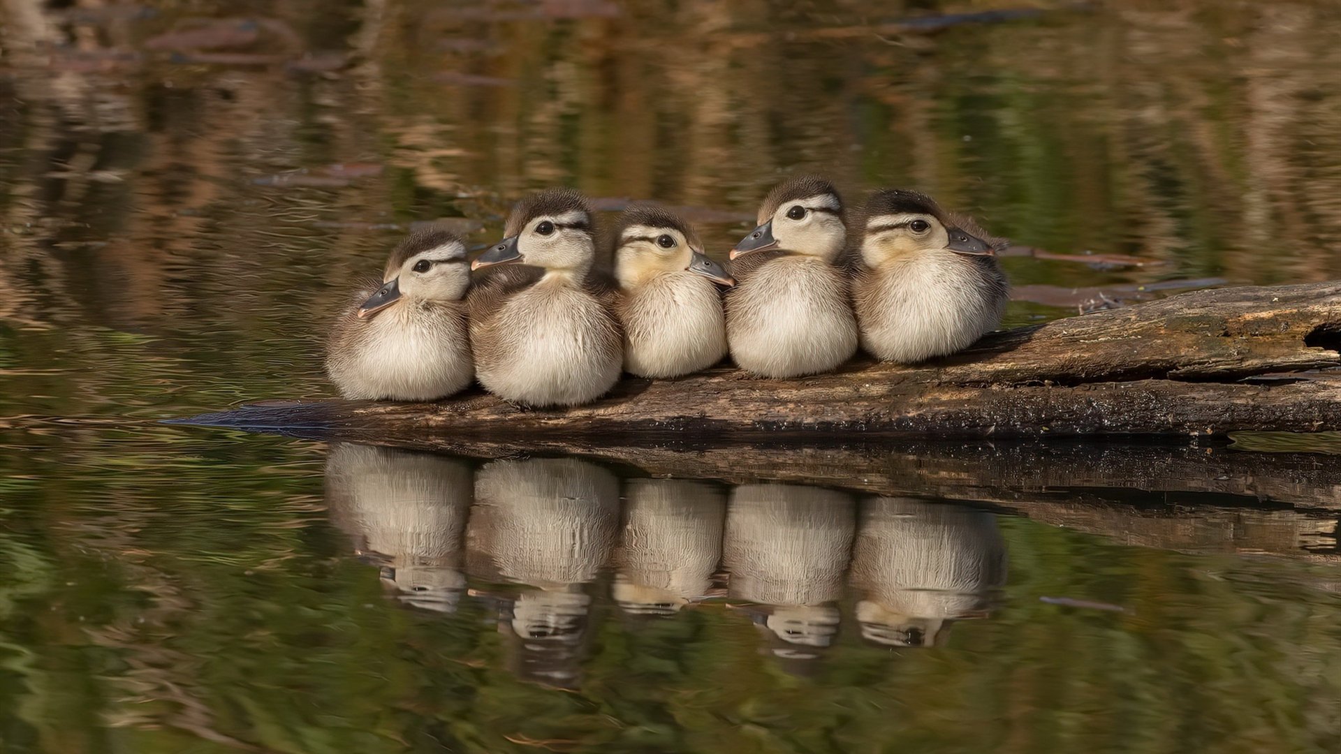 戈麦斯闪耀全场无争议MVP，美国2-0完胜牙买加晋级