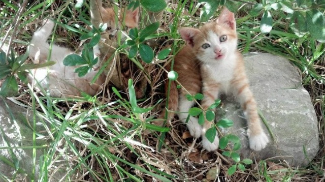 教科书在最后一页写满答案,德罗赞以最不合时宜的方式带走掘金