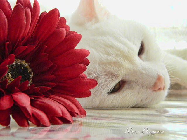 15分钟死亡海啸，当上海滩遇见金州海啸—虚拟交锋中的克莱时刻