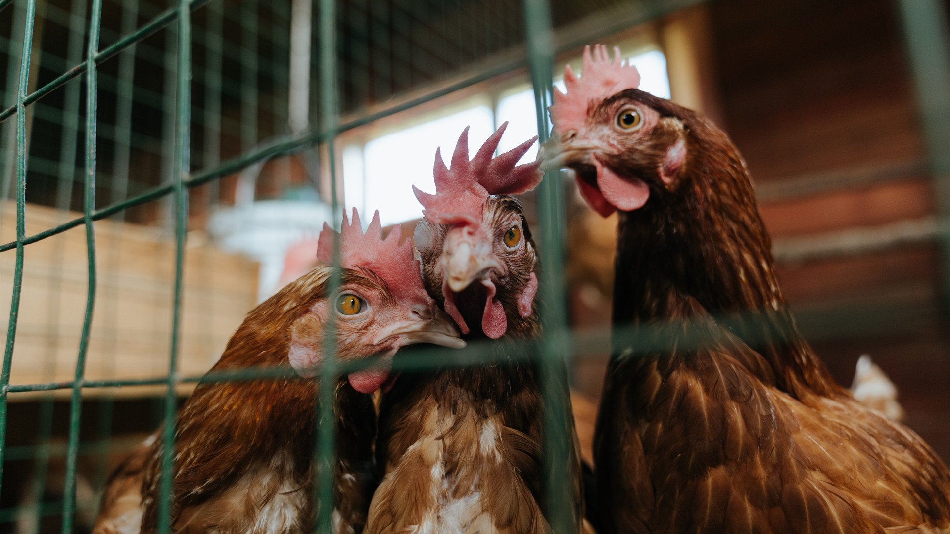 教科书般的防守艺术，阿克一役定义现代防守，拜仁3-0完胜拉齐奥强势晋级