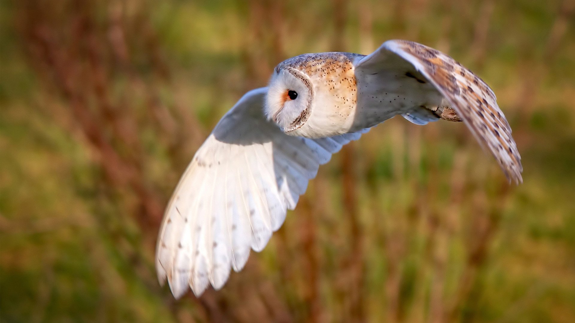 美加墨世界杯焦点战，厄瓜多尔战术压制，AC米兰风格面临终极考验