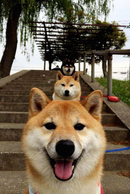 钢铁洪流，武切维奇单点爆破，深圳队以整体冲垮山西