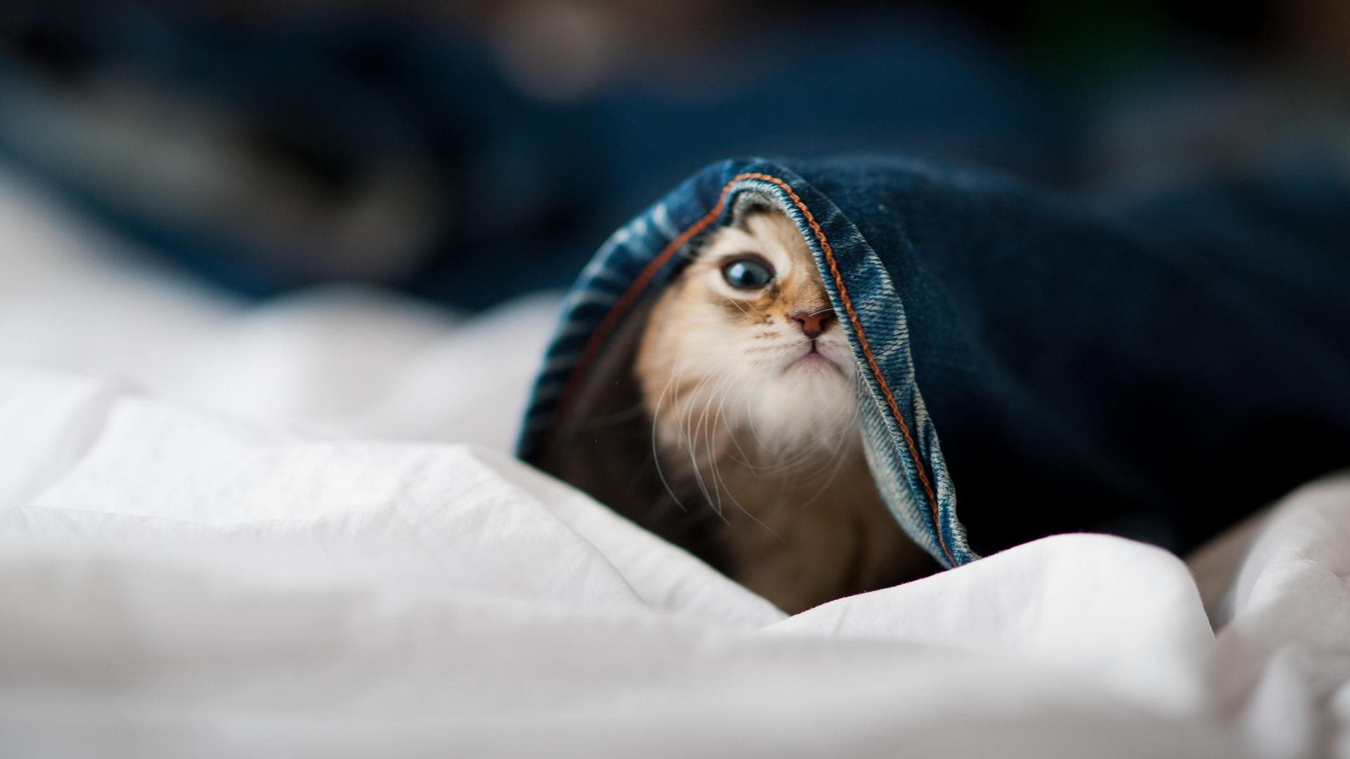 逆境之舞，杰伦·格林如何用一记绝杀宣告新生代的降临