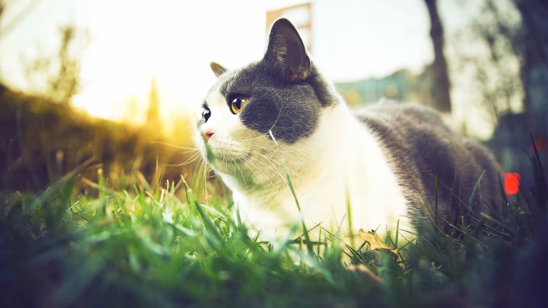 蓝绿战袍上的北极光，当哈兰德为爱尔兰点燃梦想