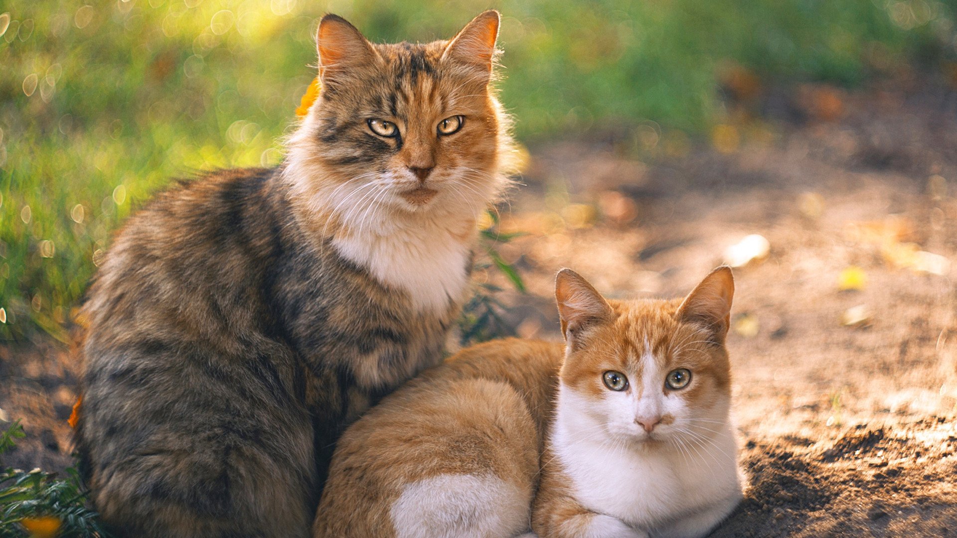 天光破晓，当多特蒙德的钢铁意志照亮梅西的清晨暗室