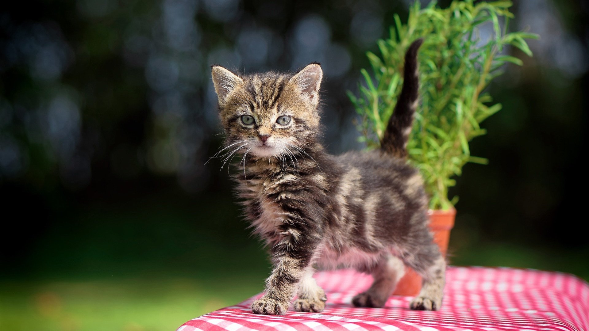 F1年度争冠之夜，劳塔罗发挥堪称完美—当方向盘变成足球，世界为他静止