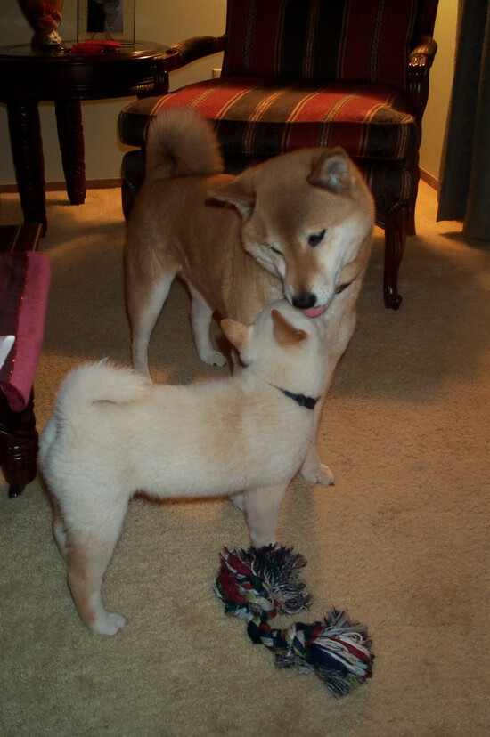 跨界热血，美加墨世界杯焦点战前夕，掘金队友谊赛碾压上海队引爆全球体育狂潮