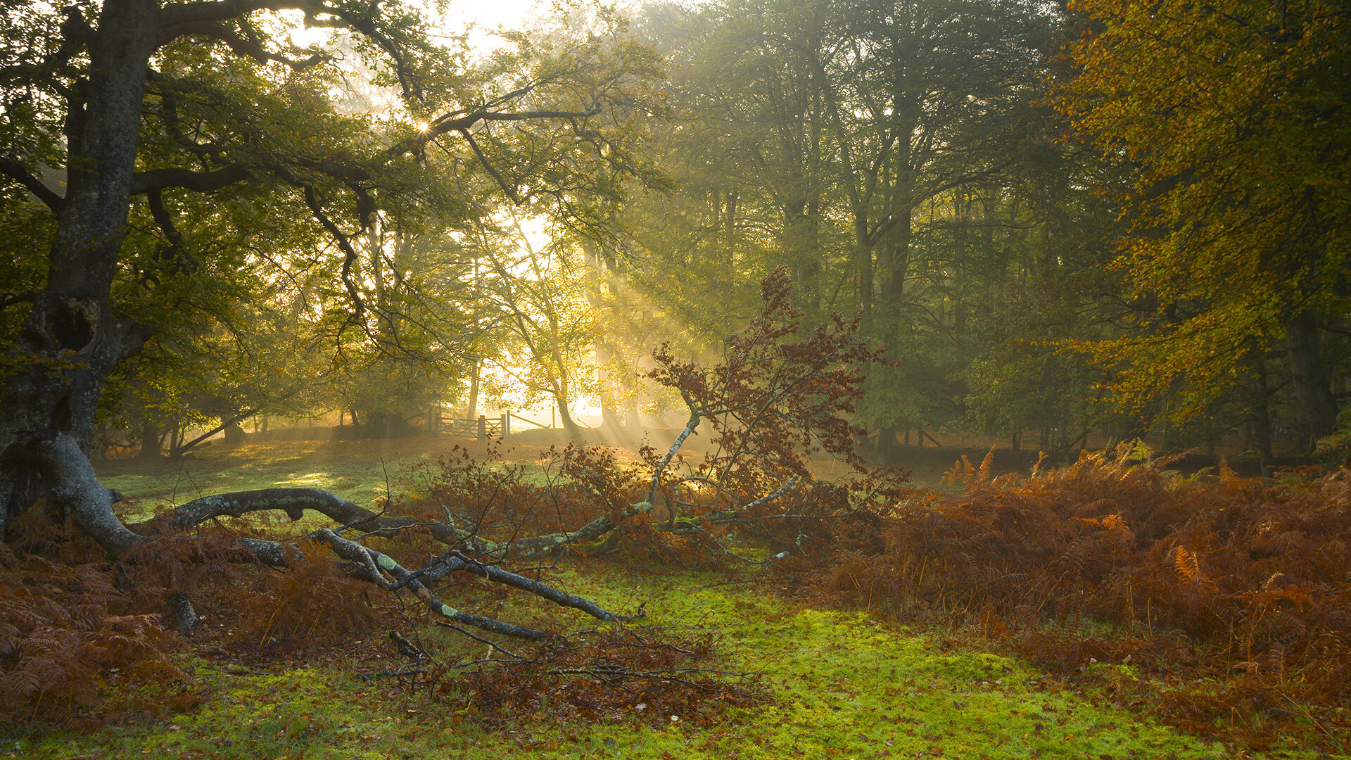 唯一性，拉梅洛以防守艺术封锁球场，活塞队体系性粉碎广厦攻防体系