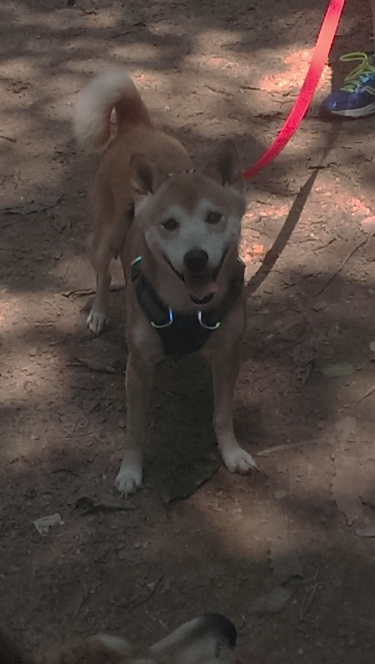 悬念终局者，门迪神扑定乾坤，比利亚雷亚尔战术压制沙特