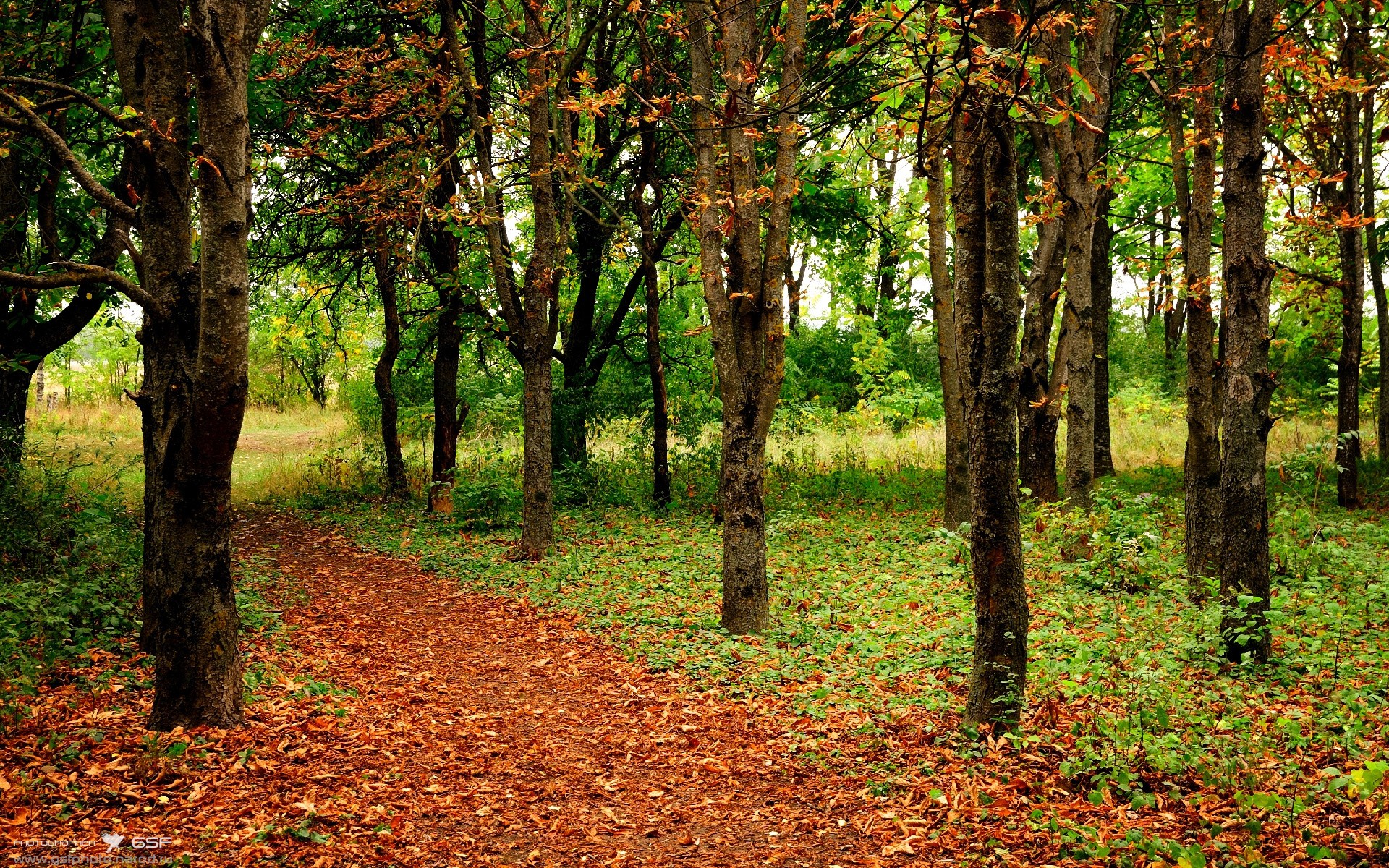 篮球新王的唯一性加冕，美加墨之夜，文班亚马定义无争议