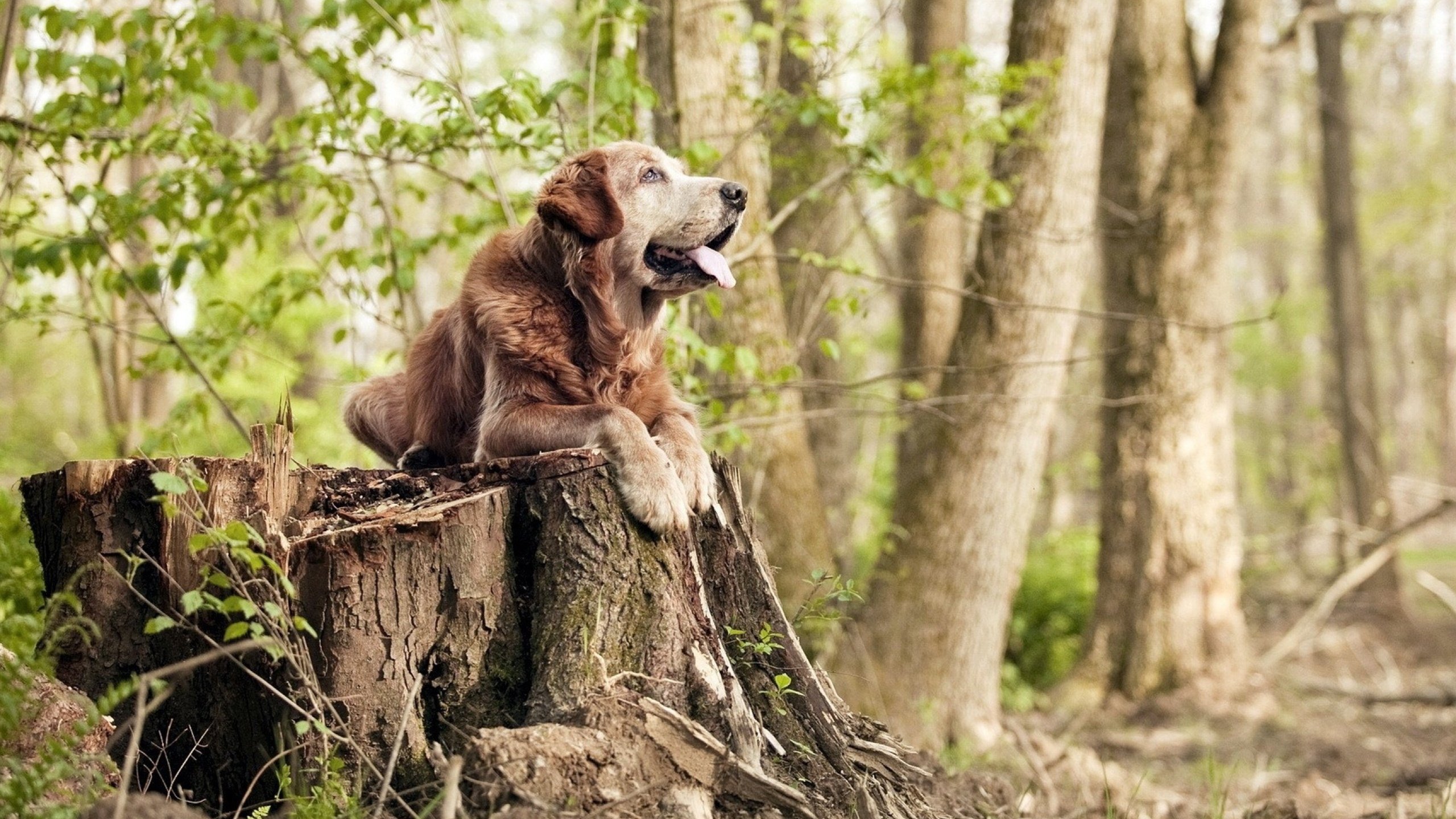 钢铁屏障，当袋鼠军团遇见红魔，楚阿梅尼如何将友谊赛铸成淬火之战