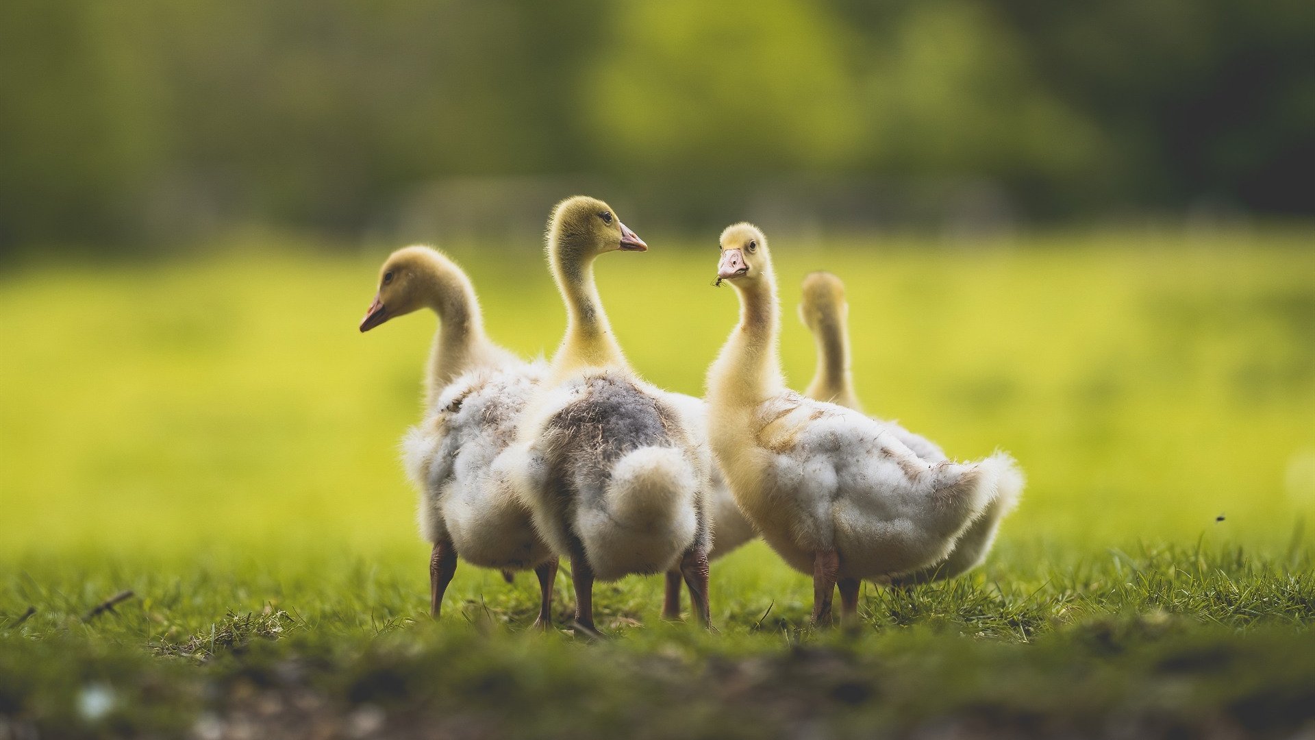 赛史唯一,奥运周期战火映照下,老鹰对山西的时空独白