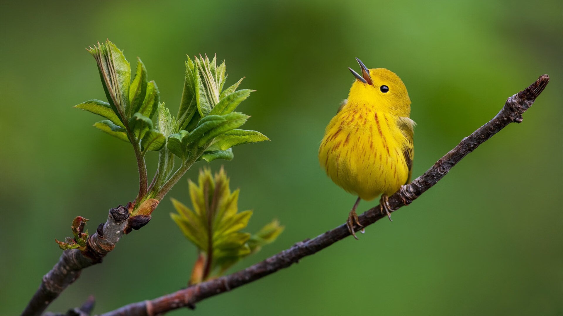 速度与激情,巴萨如F1街道赛焦点战般硬仗取胜尼斯
