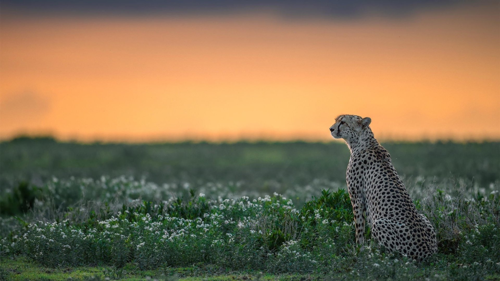 久保建英的无解魔术，AC米兰与爱尔兰的史诗对决