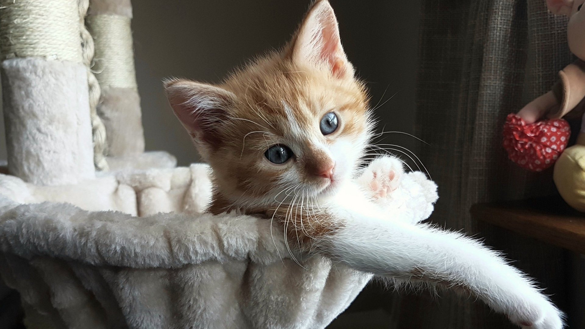 冰与火之歌，基耶萨的烈焰独舞，映照加拿大足球的破冰黎明