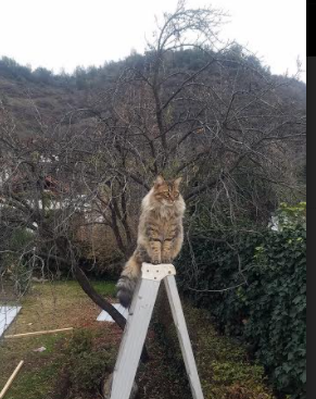 巴黎VS米兰，当足球成为艺术，孔德是那个签名者