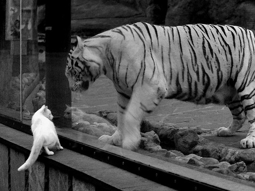 虚实交锋，当福克斯掌控比赛脉搏，深圳铁骑如何改写篮球次元？