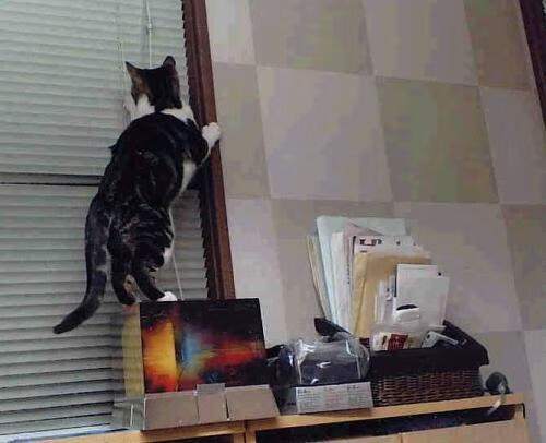 攻防一体，当拉梅洛·鲍尔化身转换核心，篮网末节风暴如何席卷灰熊