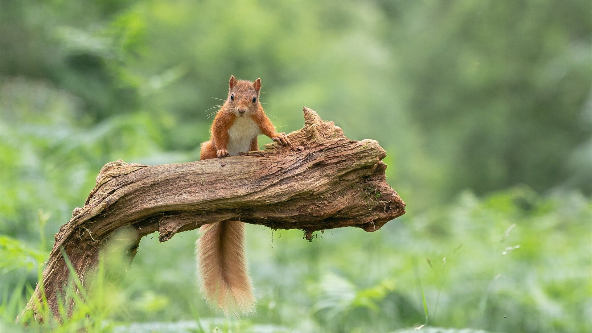 当凤凰城太阳跨越时空挑战新疆男篮，杜兰特如何用死神镰刀收割胜利？