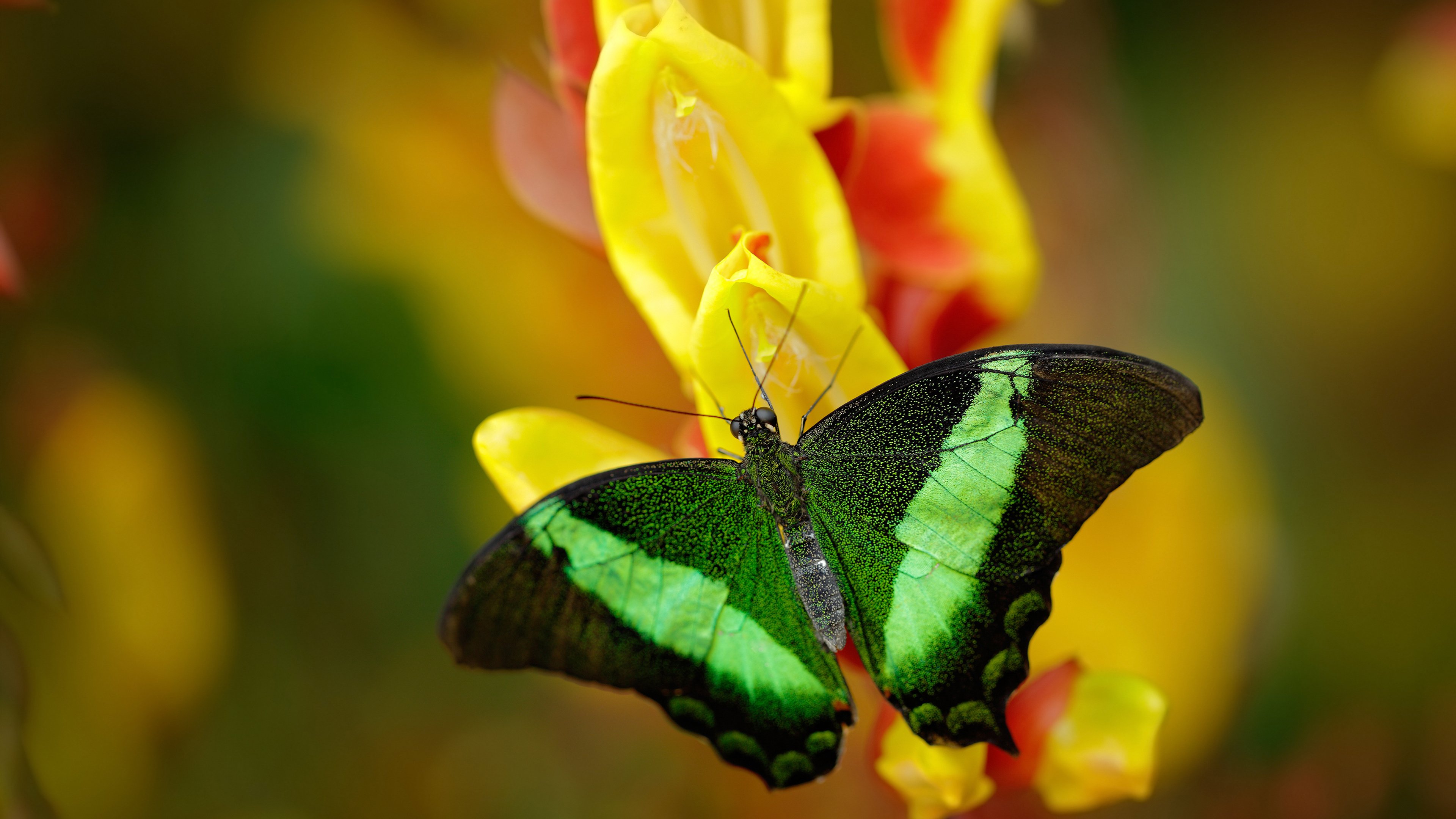 米切尔闪电三连击，让欧冠淘汰赛提前进入垃圾时间